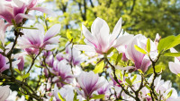 park magnolie